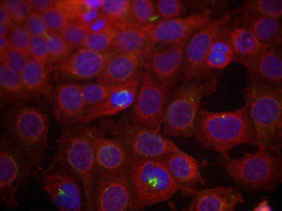 Immunofluorescence staining of methanol-fixed MCF7 cells using VEGFR2(Phospho-Tyr951) Antibody.