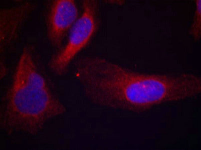 Immunofluorescence staining of methanol-fixed Hela cells using c-Cbl(phospho-Tyr700) Antibody.