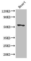 Western Blot | Positive WB detected in: Mouse heart tissue | All lanes: SRGAP2B antibody at 2.7μg/ml | Secondary | Goat polyclonal to rabbit IgG at 1/50000 dilution | Predicted band size: 54 kDa | Observed band size: 54 kDaRabbit anti-Human SRGAP2B Polyclonal Antibody