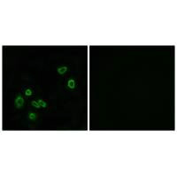 Immunofluorescence analysis of A549 cells, using BRP44L antibody.Rabbit anti-Human MPC1 Polyclonal Antibody