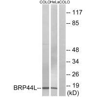 Western blot analysis of extracts from COLO cells and HeLa cells, using BRP44L antibody.Rabbit anti-Human MPC1 Polyclonal Antibody