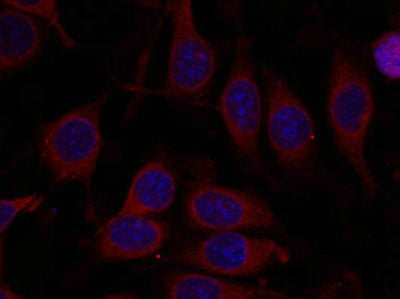 Immunofluorescence staining of methanol-fixed MCF7 cells using mTOR(Ab-2448) Antibody.Rabbit anti-Human MTOR Polyclonal Antibody