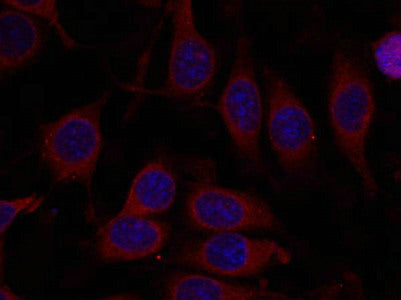 Immunofluorescence staining of methanol-fixed MCF7 cells using mTOR(Ab-2448) Antibody.Rabbit anti-Human MTOR Polyclonal Antibody