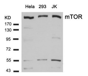 Western blot analysis of extracts from Hela, 293 and JK cells using mTOR(Ab-2448) Antibody.Rabbit anti-Human MTOR Polyclonal Antibody