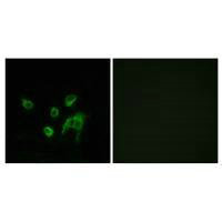 Immunofluorescence analysis of COS-7 cells, using WNT1 antibody.Rabbit anti-Human WNT1 Polyclonal Antibody