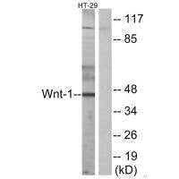 Western blot analysis of extracts from HT-29 cells, using WNT1 antibody.Rabbit anti-Human WNT1 Polyclonal Antibody