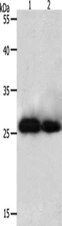 Gel: 10%SDS-PAGE, Lysate: 40 μg, Lane 1-2: Hela cells, 293T cells, Primary antibody: PRDX3 Antibody(PRDX3 Antibody) at dilution 1/800, Secondary antibody: Goat anti rabbit IgG at 1/8000 dilution, Exposure time: 20 secondsRabbit anti-Human PRDX3 Polyclonal Antibody