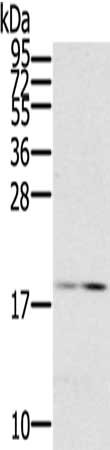 Gel: 12%SDS-PAGE, Lysate: 40 μg, Lane: Mouse small intestines tissue, Primary antibody: LGALS2 Antibody(LGALS2 Antibody) at dilution 1/300, Secondary antibody: Goat anti rabbit IgG at 1/8000 dilution, Exposure time: 5 minutes