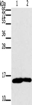 Gel: 10%SDS-PAGE, Lysate: 40 μg, Lane 1-2: Mouse heart tissue, Mouse muscle tissue, Primary antibody: MB Antibody(MB Antibody) at dilution 1/350, Secondary antibody: Goat anti rabbit IgG at 1/8000 dilution, Exposure time: 20 seconds