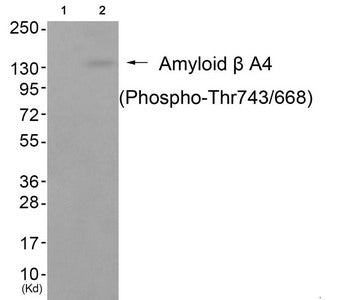 Western blot analysis of extracts from cos-7 cells (Lane 2), using Amyloid β A4 (Phospho-Thr743/668) Antibody. The lane on the left is treated with antigen-specific peptide.Rabbit anti-Human APP Polyclonal Antibody