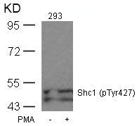Western blot analysis of extracts from 293 cells untreated or treated with PMA using Shc1(Phospho-Tyr427) Antibody.Rabbit anti-Human SHC1 Polyclonal Antibody