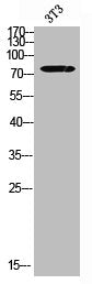 Western blot analysis of 3T3 using Galactosidase β antibody.. Secondary antibody  was diluted at 1:20000Rabbit anti-Human GLB1 Polyclonal Antibody