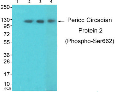 Western blot analysis of extracts from 3T3lbnotHeLa and K562 cells, using Period Circadian Protein 2 (Phospho-Ser662) Antibody. The lane on the left is treated with synthesized peptide.Rabbit anti-Human PER2 Polyclonal Antibody