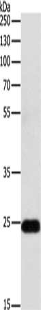 Gel: 10%SDS-PAGE, Lysate: 30 μg, Lane: Mouse lung tissue, Primary antibody: RALB Antibody(RALB Antibody) at dilution 1/300, Secondary antibody: Goat anti rabbit IgG at 1/8000 dilution, Exposure time: 30 secondsRabbit anti-Human RALB Polyclonal Antibody