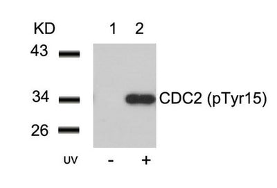 Western blot analysis of extracts from Hela cells untreated(lane 1) or treated with UV(lane 2) using CDC2(Phospho-Tyr15) Antibody.Rabbit anti-Human CDK1 Polyclonal Antibody