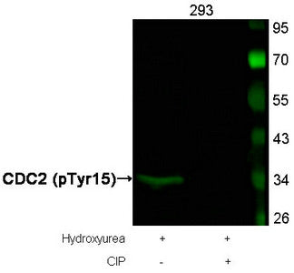 Western blot analysis of extracts from 293 cells, treated with Hydroxyurea or calf intestinal phosphatase (CIP), using CDC2 (Phospho-Tyr15) Antibody.Rabbit anti-Human CDK1 Polyclonal Antibody