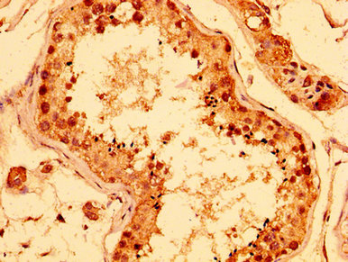 IHC image of ERI1 Antibody diluted at 1:400 and staining in paraffin-embedded human testis tissue performed on a Leica BondTM system. After dewaxing and hydration, antigen retrieval was mediated by high pressure in a citrate buffer (pH 6.0). Section was blocked with 10% normal goat serum 30min at RT. Then primary antibody (1% BSA) was incubated at 4°C overnight. The primary is detected by a biotinylated secondary antibody and visualized using an HRP conjugated SP system.Rabbit anti-Human ERI1 Polyclonal Antibody