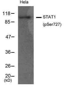 Western blot analysis of extracts from Hela cells using STAT1(Phospho-Ser727) Antibody.Rabbit anti-Human STAT1 Polyclonal Antibody
