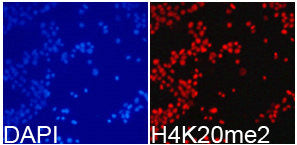 Immunofluorescence analysis of 293T cell using H4K20me2 antibody. Blue: DAPI for nuclear staining.Rabbit anti-Human HIST3H3 Polyclonal Antibody