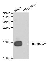 Western blot analysis of extracts of HeLa cell line and H4 protein expressed in E.coli., using H4K20me2 antibody.Rabbit anti-Human HIST3H3 Polyclonal Antibody