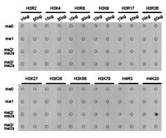 Dot-blot analysis of all sorts of methylation peptides using H4K20me2 antibody.Rabbit anti-Human HIST3H3 Polyclonal Antibody