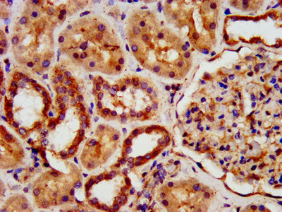 IHC image of the antibody diluted at 1:500 and staining in paraffin-embedded human kidney tissue performed on a Leica BondTM system. After dewaxing and hydration, antigen retrieval was mediated by high pressure in a citrate buffer (pH 6.0). Section was blocked with 10% normal goat serum 30min at RT. Then primary antibody (1% BSA) was incubated at 4°C overnight. The primary is detected by a biotinylated secondary antibody and visualized using an HRP conjugated SP system.