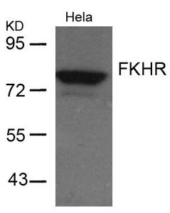 Western blot analysis of extracts from Hela cells using FKHR(Ab-256) Antibody.Rabbit anti-Human FOXO1 Polyclonal Antibody