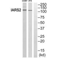 Western blot analysis of extracts from RAW264.7 cells and COS-7 cells, using IARS2 antibody.Rabbit anti-Human IARS2 Polyclonal Antibody