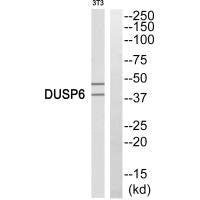 Western blot analysis of extracts from 3T3 cells, using DUSP6 antiobdy.Rabbit anti-Human DUSP6 Polyclonal Antibody