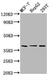 Western Blot  | Positive WB detected in: MCF-7 whole cell lysate, HepG2 whole cell lysate, 293T whole cell lysate  | All lanes: POU5F1B antibody at 6.5µg/ml  | Secondary  | Goat polyclonal to rabbit IgG at 1/50000 dilution  | Predicted band size: 39 kDa  | Observed band size: 39 kDa