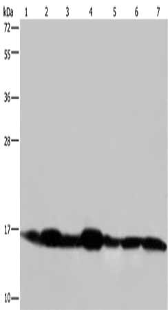 Gel: 10%SDS-PAGE, Lysate: 40 μg, Lane 1-7: Mouse spleen tissue, Mouse skeletal muscle tissue, human hepatocellular carcinoma tissue, mouse liver tissue, human placenta tissue, Hela cells, 293T cells, Primary antibody: NDUFA13 Antibody(NDUFA13 Antibody) at dilution 1/350, Secondary antibody: Goat anti rabbit IgG at 1/8000 dilution, Exposure time: 30 secondsRabbit anti-Human NDUFA13 Polyclonal Antibody
