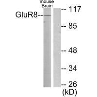 Western blot analysis of extracts from mouse brain, using GluR8 antibody.Rabbit anti-Human GRM8 Polyclonal Antibody