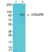Western blot analysis of extracts from k562 cells (Lane 2), using mGluR8 antiobdy. The lane on the left is treated with synthesized peptide.Rabbit anti-Human GRM8 Polyclonal Antibody