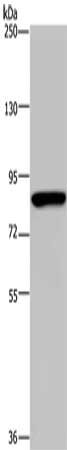 Gel: 6%SDS-PAGE, Lysate: 40 μg, Lane: Hela cells, Primary antibody: PARP8 Antibody(PARP8 Antibody) at dilution 1/200, Secondary antibody: Goat anti rabbit IgG at 1/8000 dilution, Exposure time: 3 minutesRabbit anti-Human PARP8 Polyclonal Antibody