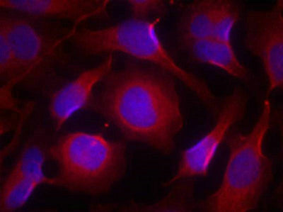 Immunofluorescence staining of methanol-fixed Hela cells using Pyk2(Ab-402) Antibody.Rabbit anti-Human PTK2B Polyclonal Antibody