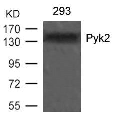 Western blot analysis of extracts from 293 cells using Pyk2(Ab-402) Antibody.Rabbit anti-Human PTK2B Polyclonal Antibody