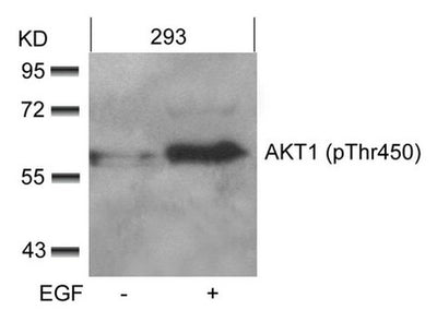 Western blot analysis of extracts from 293 cells untreated or treated with EGF using AKT1(phospho-Thr450) Antibody.Rabbit anti-Human AKT1 Polyclonal Antibody