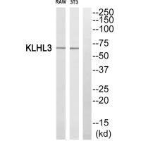 Western blot analysis of extracts from RAW264.7 cells and 3T3 cells, using KLHL3 antibody.