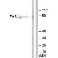 Western blot analysis of extracts from 293 cellls, using FAS ligand antibody.Rabbit anti-Human FASLG Polyclonal Antibody
