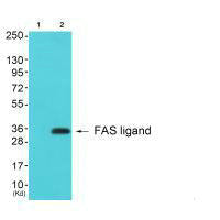 Western blot analysis of extracts from 3T3 cells (Lane 2), using FAS ligand antiobdy. The lane on the left is treated with synthesized peptide.Rabbit anti-Human FASLG Polyclonal Antibody