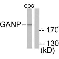 Western blot analysis of extracts from NIH/3T3 cells, using GANP antibody.