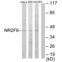 Western blot analysis of extracts from HeLa cells, 293 cells and HUVEC cells, using NR2F6 antibody.Rabbit anti-Human NR2F6 Polyclonal Antibody