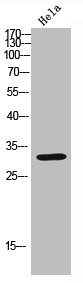 Western blot analysis of Hela lysate, antibody was diluted at 2000. Secondary antibody  was diluted at 1:20000Rabbit anti-Human CDK6 Polyclonal Antibody