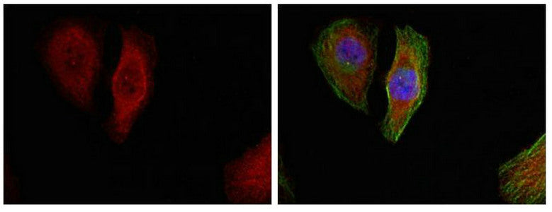 Immunofluorescence staining of methanol-fixed Hela cells showing cytoplasmic, nuclear staining using p44/42 MAP Kinase (Phospho-Thr202) Antibody.