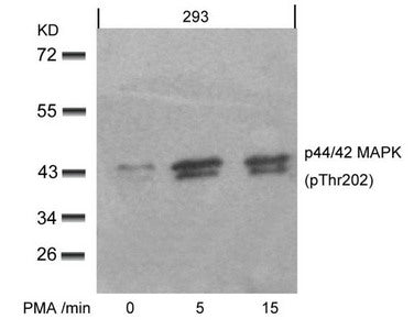 Western blot analysis of extracts from 293 cells untreated or treated with PMA for the indicated times, using p44/42 MAP Kinase(Phospho-Thr202) Antibody.