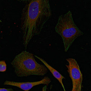 Immunofluorescence staining of methanol-fixed Hela cells using GAP43(Ab-41) Antibody.Rabbit anti-Human GAP43 Polyclonal Antibody