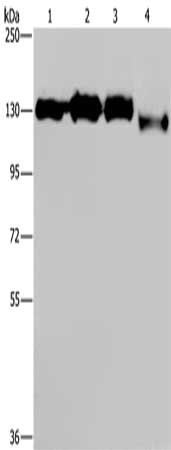 Gel: 6%SDS-PAGE, Lysate: 40 μg, Lane 1-4: Hela cells, 293T cells, Raji cells, 231 cells, Primary antibody: GTF2I Antibody(GTF2I Antibody) at dilution 1/400, Secondary antibody: Goat anti rabbit IgG at 1/8000 dilution, Exposure time: 10 secondsRabbit anti-Human GTF2I Polyclonal Antibody