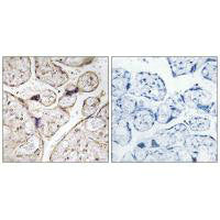 Immunohistochemistry analysis of paraffin-embedded human placenta tissue using PHCA antibody.