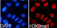 Immunofluorescence analysis of 293T cell using  H3K9me1 antibody. Blue: DAPI for nuclear staining.Rabbit anti-Human HIST3H3 Polyclonal Antibody