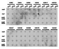 Dot-blot analysis of all sorts of methylation peptides  using H3K9me1 antibody.Rabbit anti-Human HIST3H3 Polyclonal Antibody